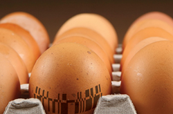 Classificadora e Fornecedora de Ovos Monitora Milhões de Ovos com Leitores PowerScan™ da Datalogic